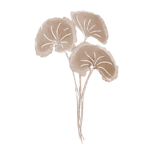 ツボクサエキス画像